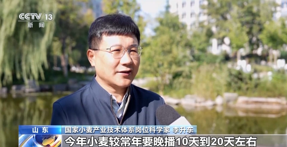 小麦播种“慢半拍”？做好这几点为来年丰收打基础