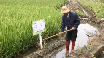 “唇齿留香”的“海南好米”走上老百姓餐桌_fororder_图片4