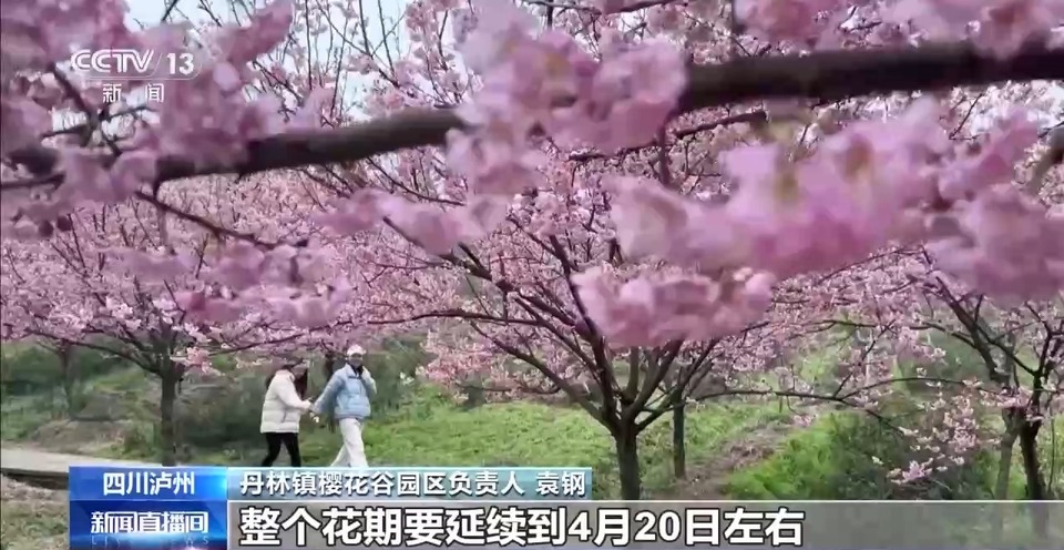 麦田返青、春花盛开……春天“拍了拍”你