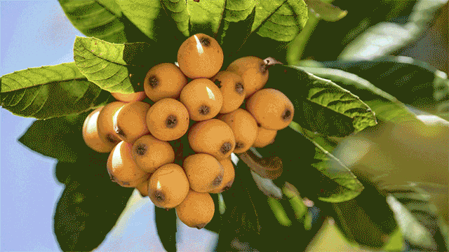 年味儿，就是这个味儿！