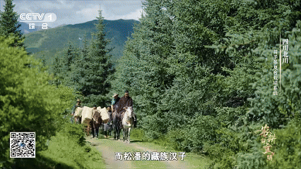 “云朵上”的羌茶，见证山地农耕的奇迹