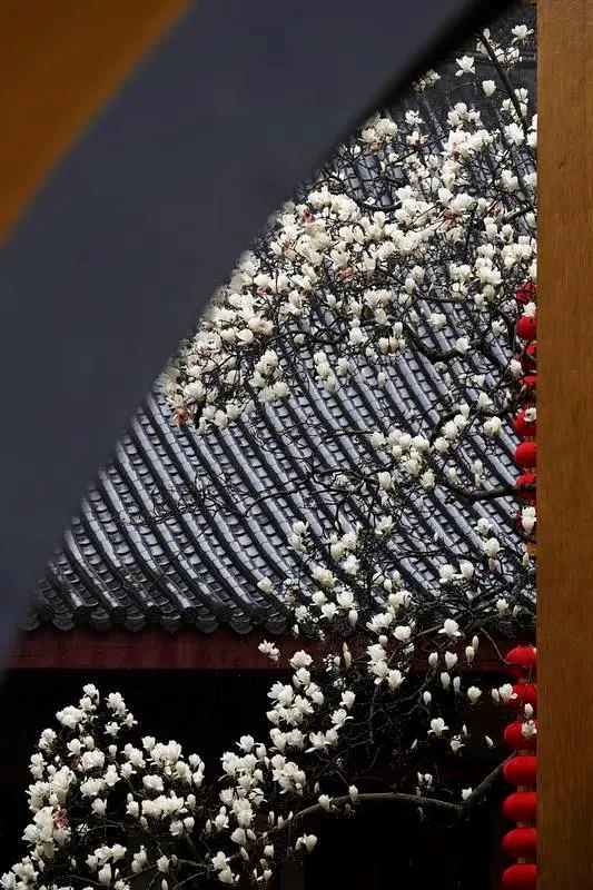 文化中国行·文博日历丨早春玉兰开 一起到全国古迹去追花（附打卡攻略）