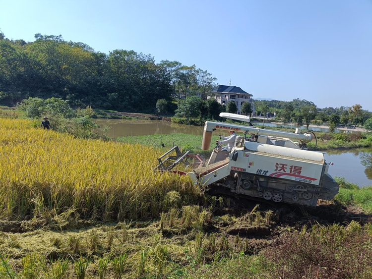 湖南邵陽市北塔區稻田飄香秋收忙