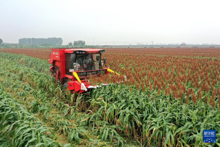 秋粮收获已过半 看各地良种良法保丰收