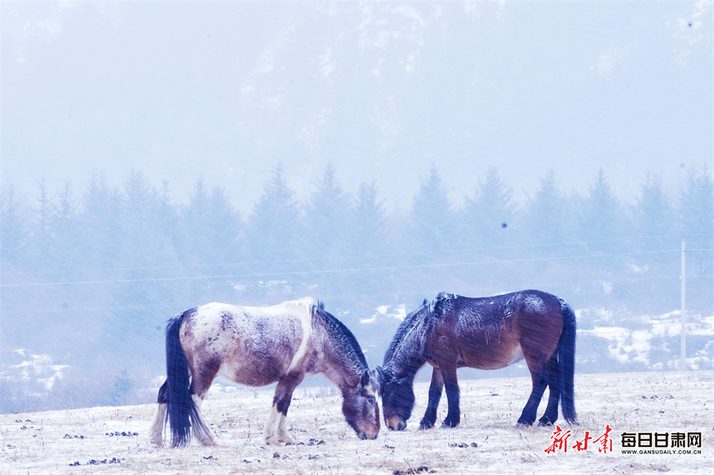 张掖肃南：雪落马蹄水墨间 马语轻诉草原情_fororder_2