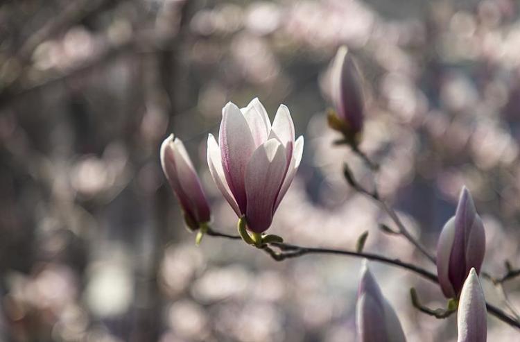 文化中国行·文博日历丨早春玉兰开 一起到全国古迹去追花（附打卡攻略）