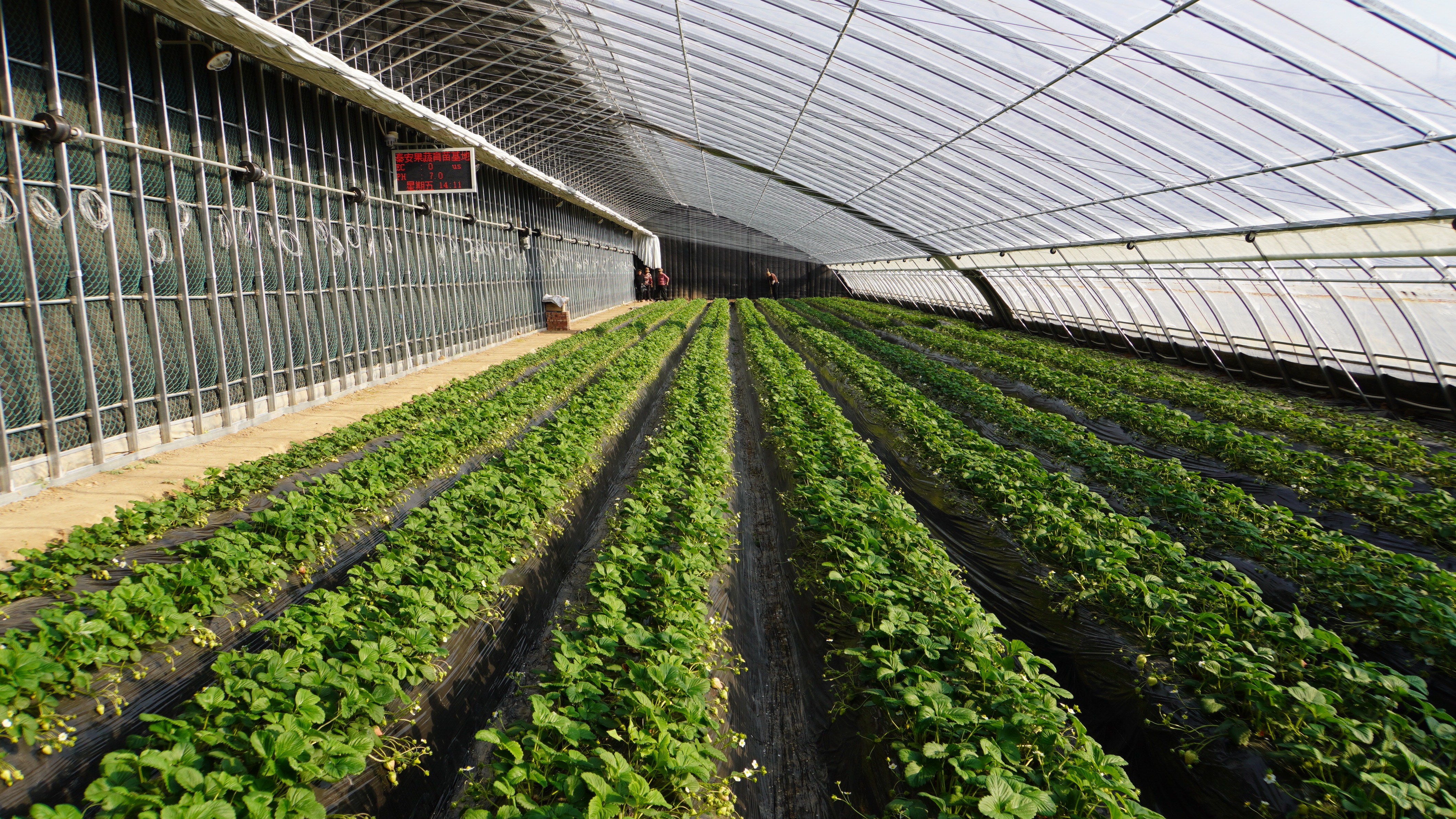 【高质量发展看陇原】寒冬变“暖春” 秦安科技大棚撑起乡村共富伞