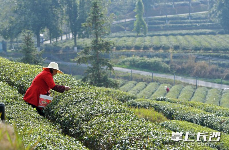 湖南长沙：春茶吐新绿 村民采茶忙_fororder_5