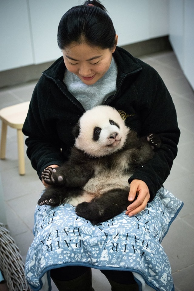 资讯有故事｜旅比大熊猫的饲养员刘洋：“我对它们产生了情感上的依赖和羁绊”