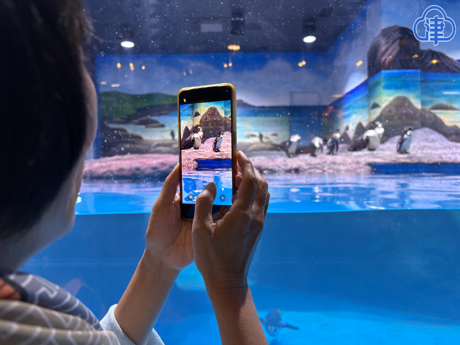 萌趣登场！7只小企鹅亮相天津动物园