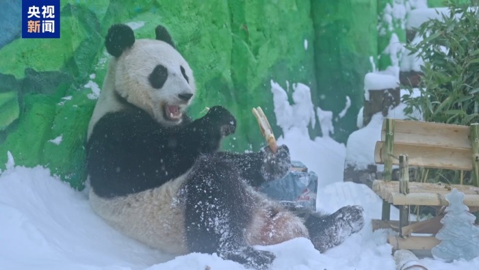 视频丨大熊猫“喀秋莎”的新“零食”是什么 一起来看→