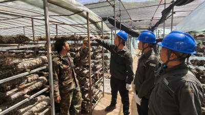 Nanyang, Henan: Reliable Power Supply Boosts Selenium-Rich Shiitake Mushroom Industry