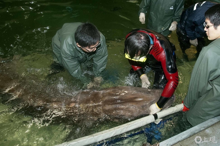 在长江“终点”守望生命“起点”：上海与一尾鲟的“生态之约”