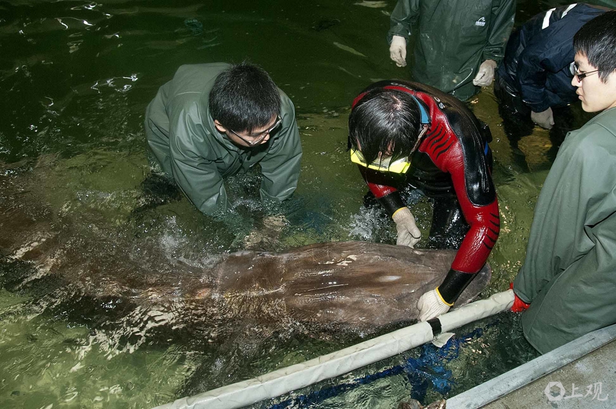 在长江“终点”守望生命“起点”：上海与一尾鲟的“生态之约”