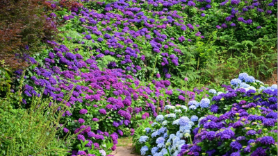 A Summer Love Letter: Hydrangeas in Full Bloom in Baiyun District, Guiyang
