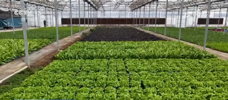 元旦将至消费市场“热气腾腾” 各地“菜篮子”“果盘子”供应丰富