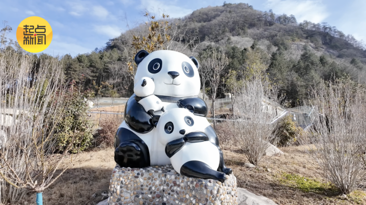 新春走基层丨秦岭深处的“熊猫妈妈”