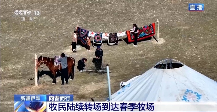 羊咩咩穿上了高科技“新衣”！来看新疆伊犁河谷牲畜春季转场