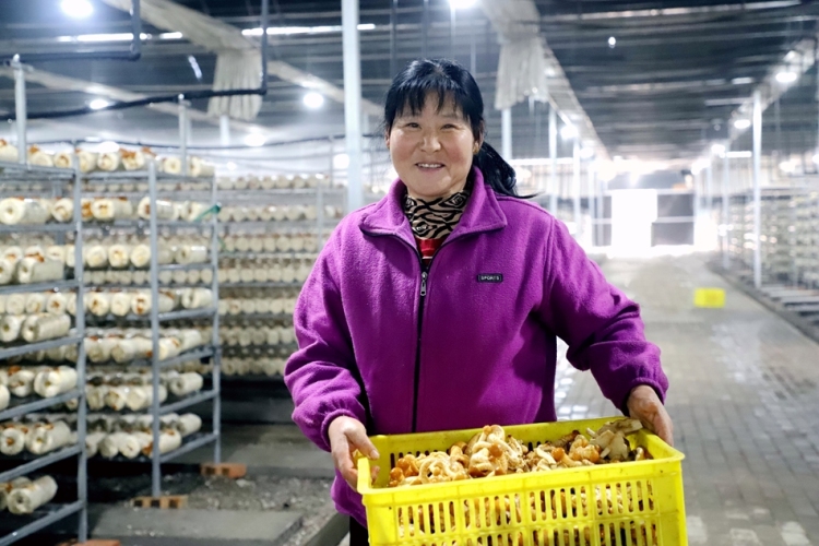 天水市清水县：食用菌产业“多点开花”乡村振兴“菇”舞人心_fororder_IMG_2680-副本