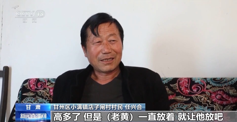 给草原放个假~祁连山20万头牛羊要下山“借牧”啦