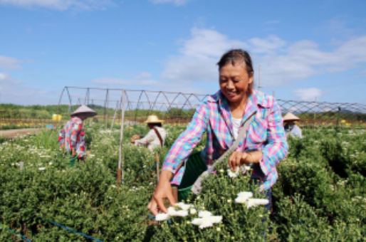 黄山市徽州区：喜摘七月菊 收获致富花_fororder_微信图片_20250711120804