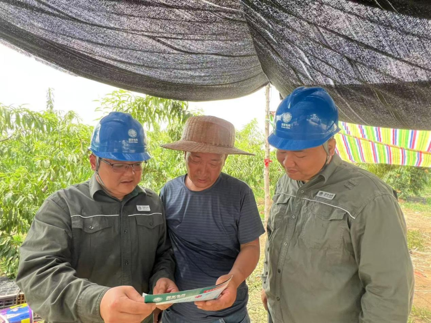 Reliable Power Boosts Bumper Peach Harvest in Nanyang_fororder_图片1