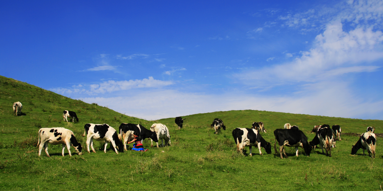 Nanshan Pasture in Hunan Promotes High-Quality Dairy Development Through Technological Innovation_fororder_图片1