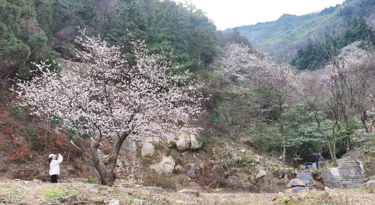 湖南衡山紫盖峰野山樱盛放_fororder_图片2