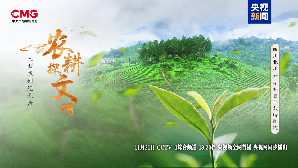 “云朵上”的羌茶，见证山地农耕的奇迹