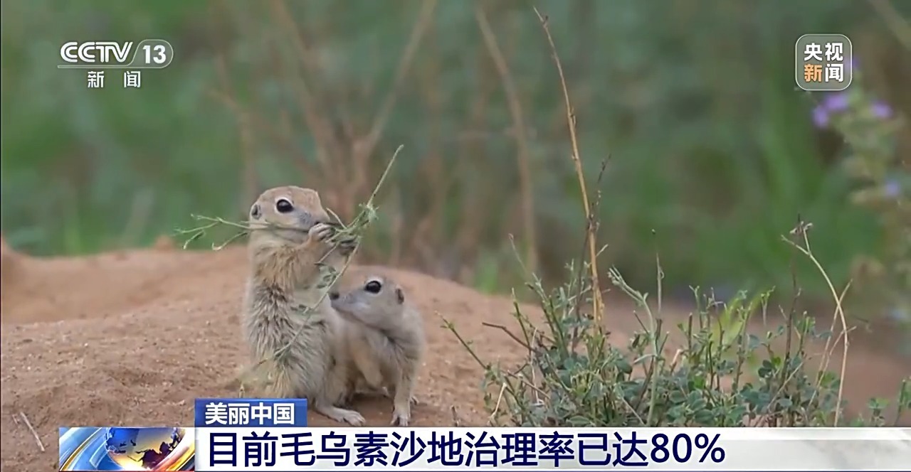 毛乌素沙地治理率已达80% 下一个目标：100%！