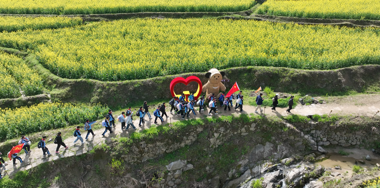 黄山市徽州区：春日灵山旅游热 梯田花海引客来