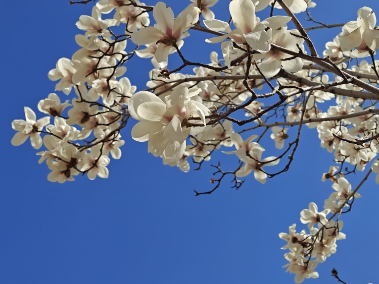 文化中国行·文博日历丨早春玉兰开 一起到全国古迹去追花（附打卡攻略）