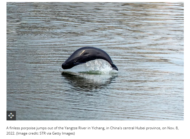 全球媒体聚焦 | 长江“十年禁渔”成果令外媒惊叹：为全球生物多样性未来带来希望！