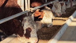 中国工商银行榆中支行精准服务 助力农业企业“牛”劲十足