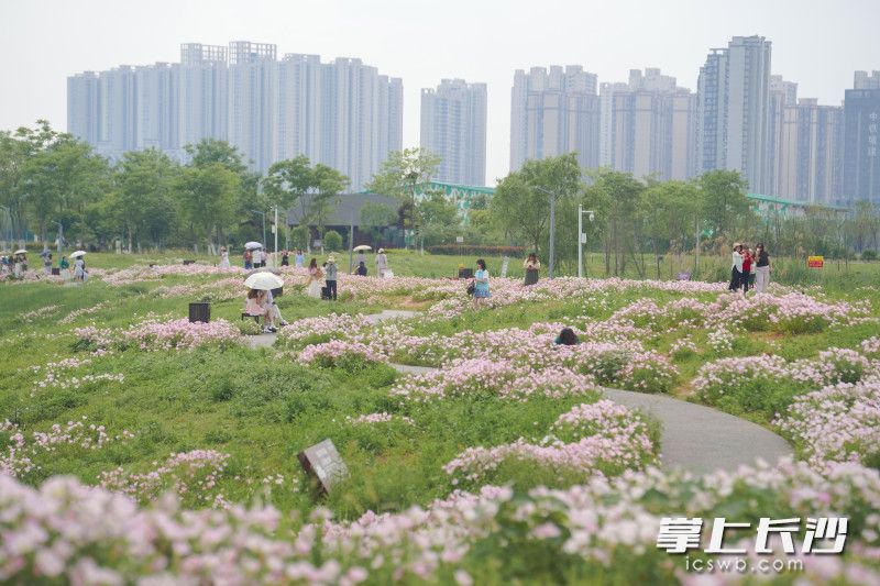 组图丨“莫奈花园”空降洋湖！千亩粉白月见草编织星城春日童话_fororder_3