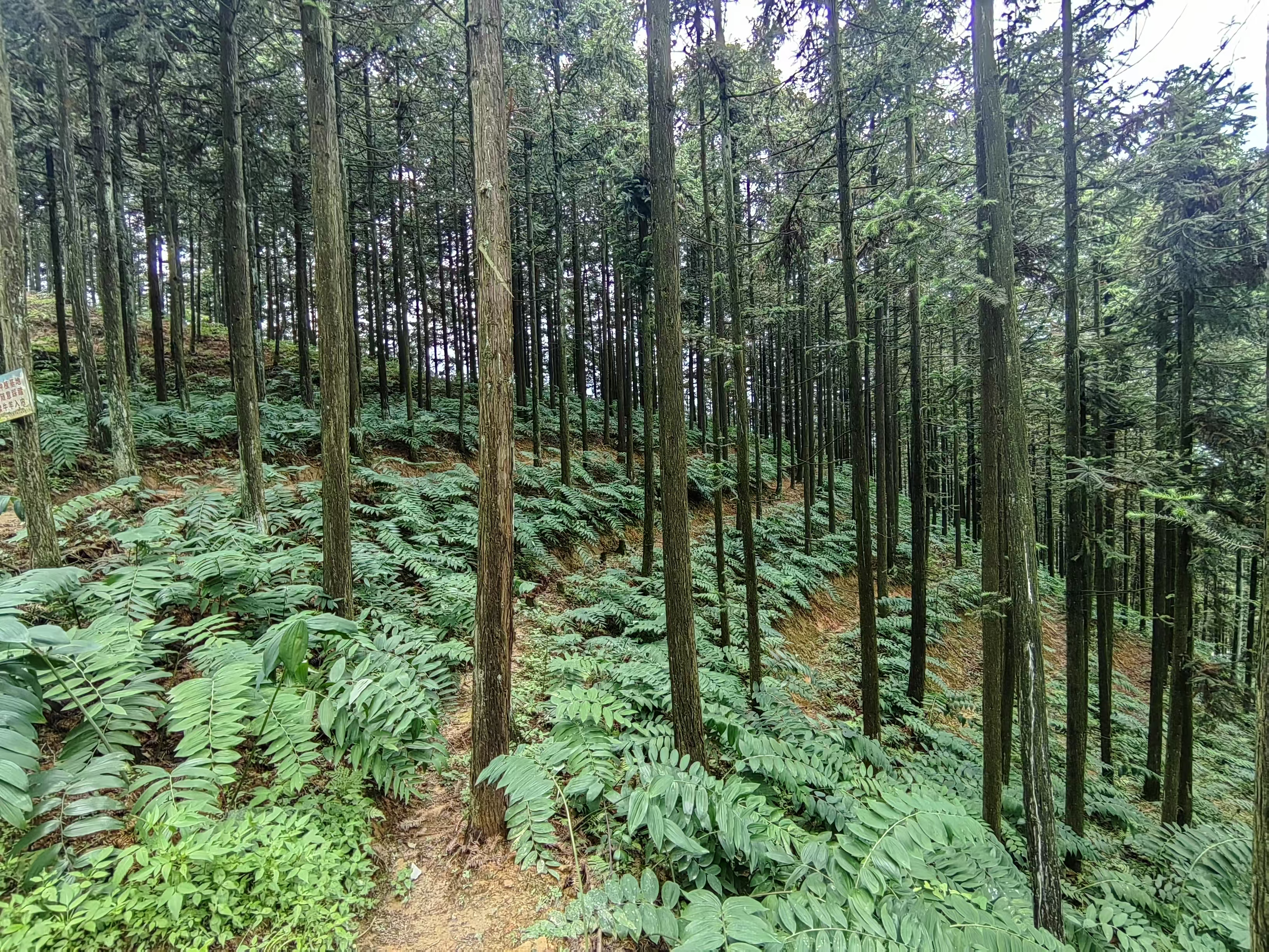 新质生产力在湖南|科技富产业 林下兴“黄金”