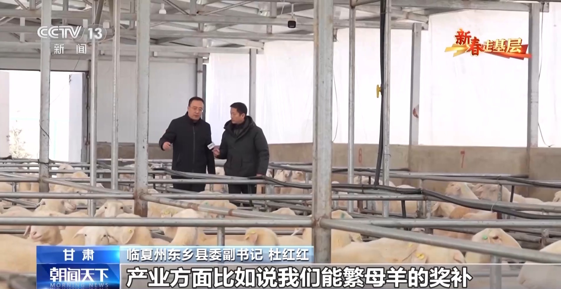 2025新春走基层丨大羊生小羊 卖羊又置羊 来看黑麦家的致富经