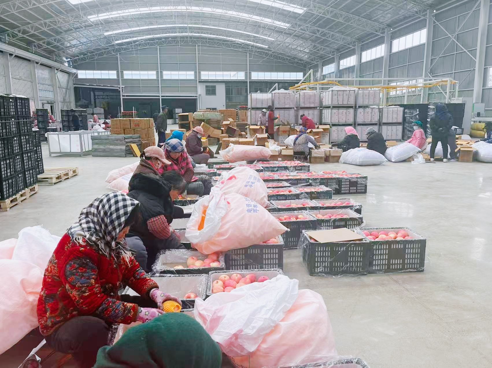 天水秦安魏店镇：强村公司激活产业新动能_fororder_(1)5