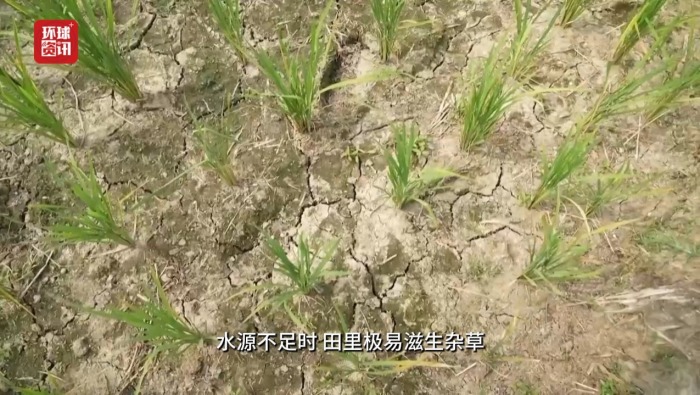 听鉴世界｜能源危机未平又遭遇干旱 印尼水稻种植面临挑战
