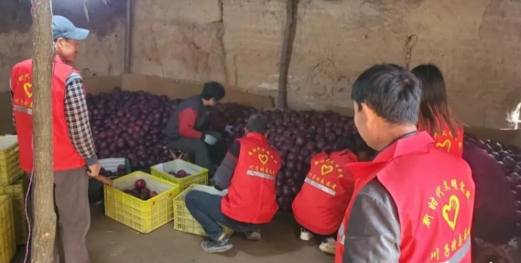 天水秦安莲花镇：党建引领多维发力 苹果产销迎“丰收答卷”_fororder_wechat_2025-10-17_113453_439