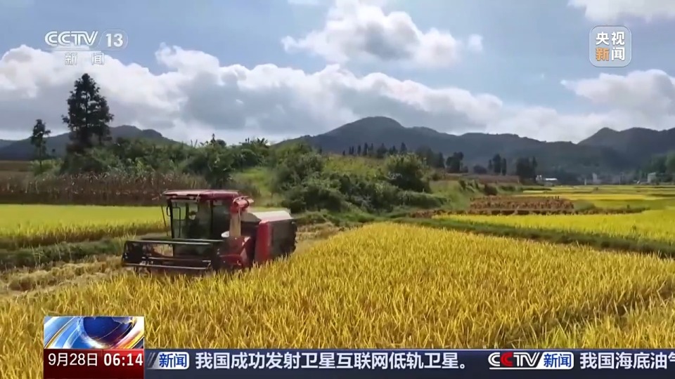我国粮食主产区秋粮陆续成熟 即将迎来大面积收获