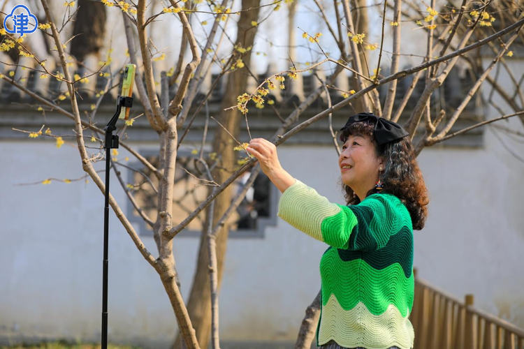 腊梅花一开 天津的春天就要来了！