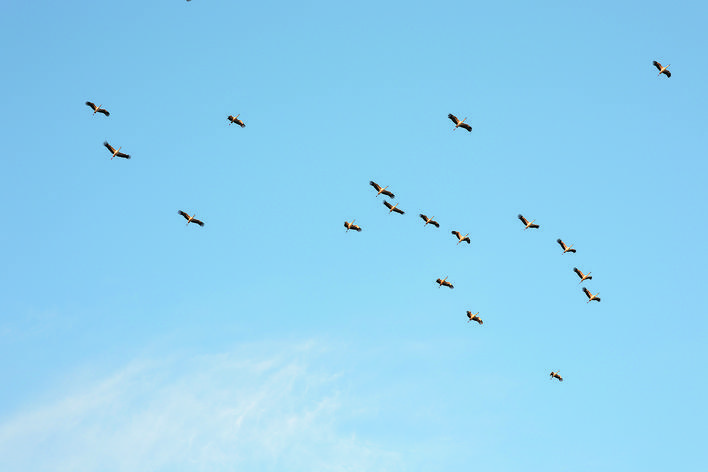 百只“鸟中大熊猫”掠过合肥天空