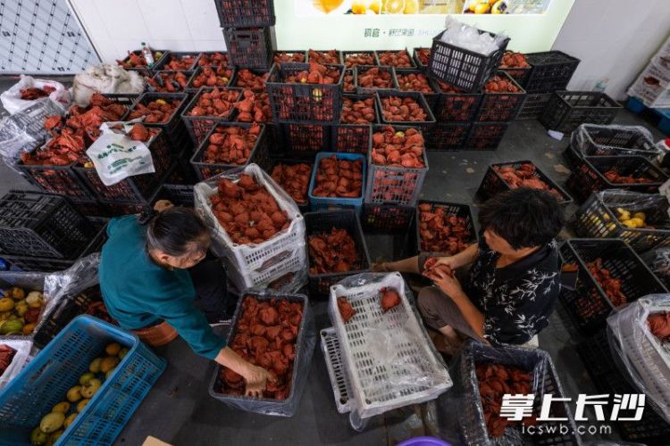 汇聚六大洲同纬度优质果种，孕育湖南水果产业新未来_fororder_4