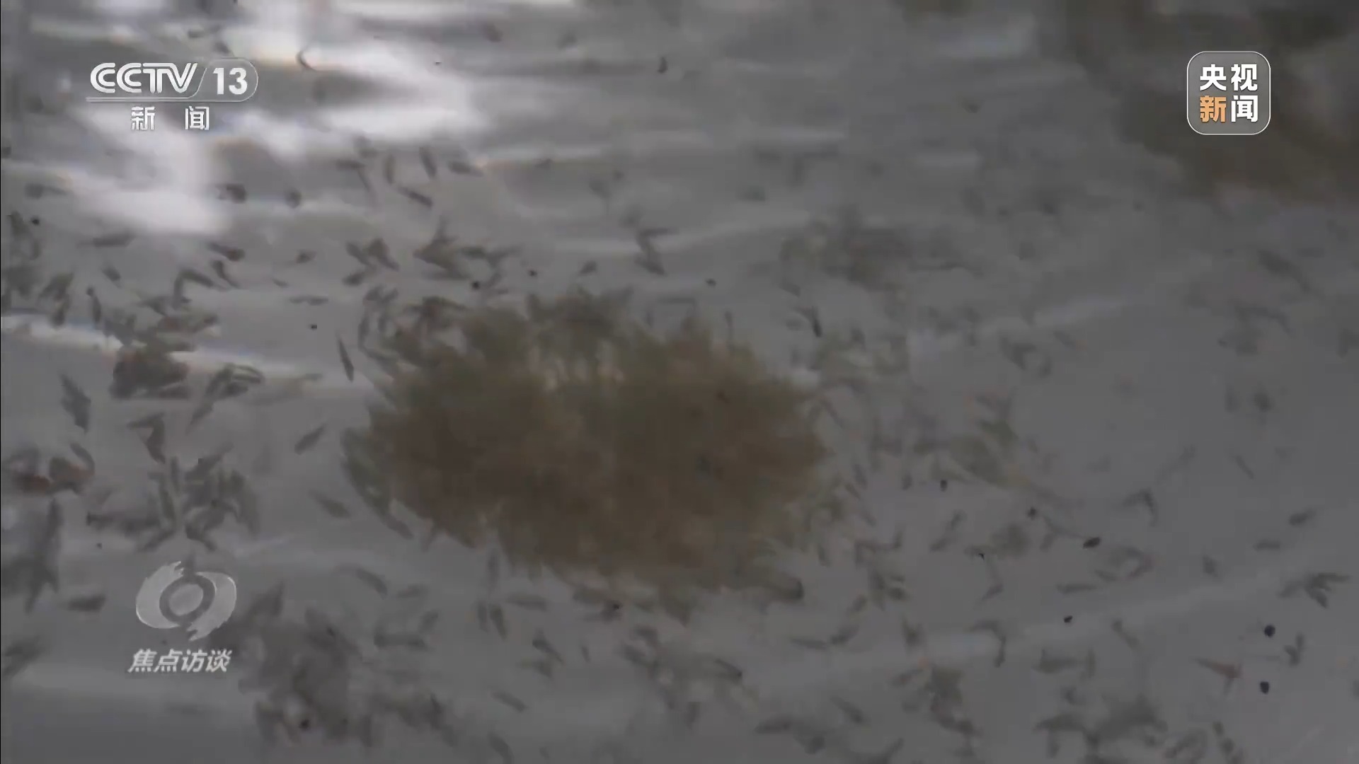 焦点访谈丨生物多样性如何助力经济发展？这里藏着中国智慧