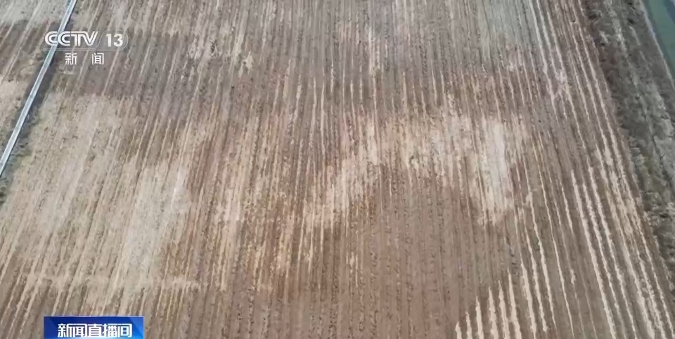 怎样培育耐盐碱经济作物？这位全国人大代表的建议来了