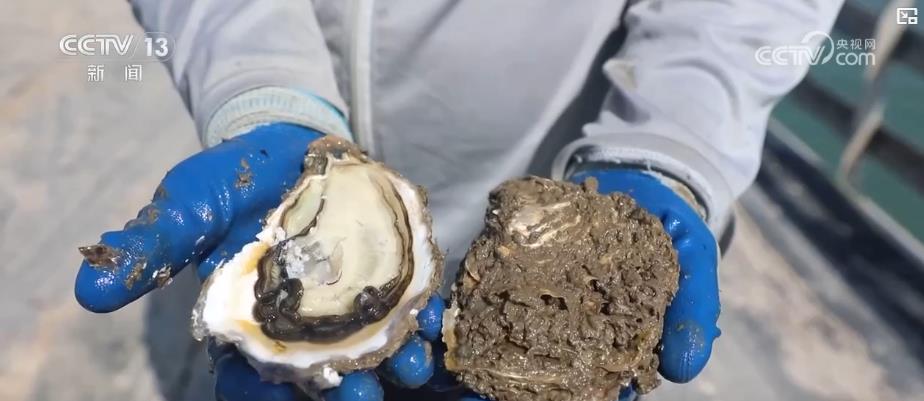 “海上牧场”迎丰收季：特色养殖助力渔民增收致富