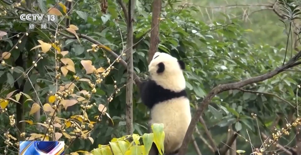 萌宝贺新春 25只新生熊猫宝宝齐亮相