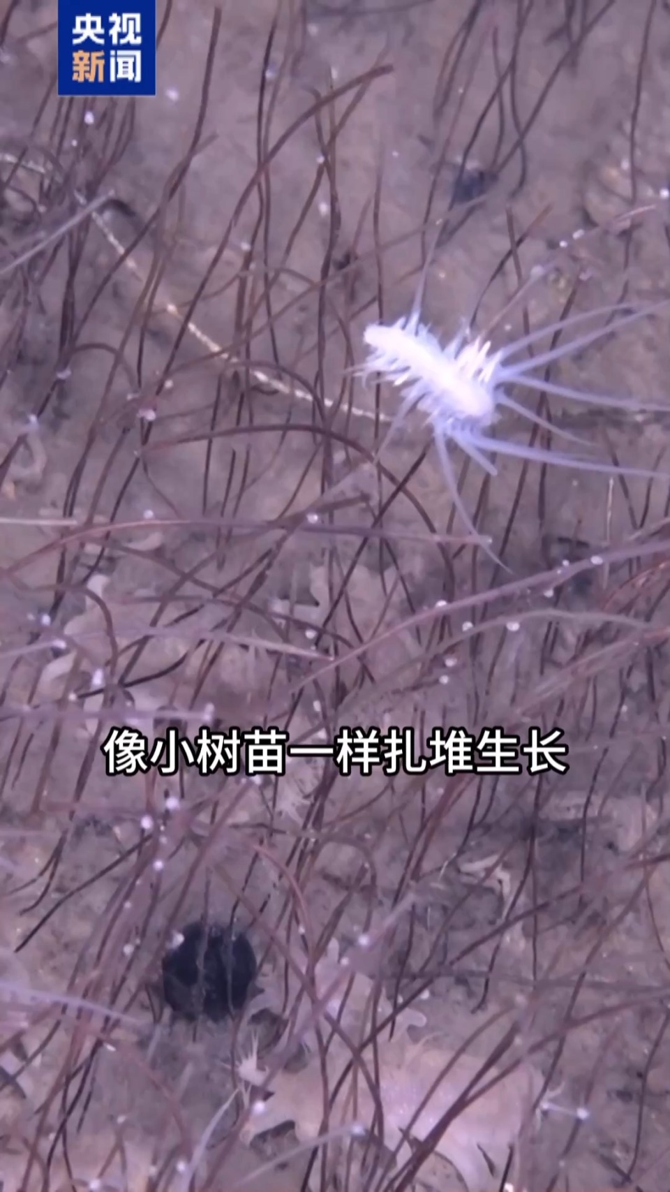 全释硬科技丨海底万米藏“生命绿洲” “深渊居民”靠什么存活？