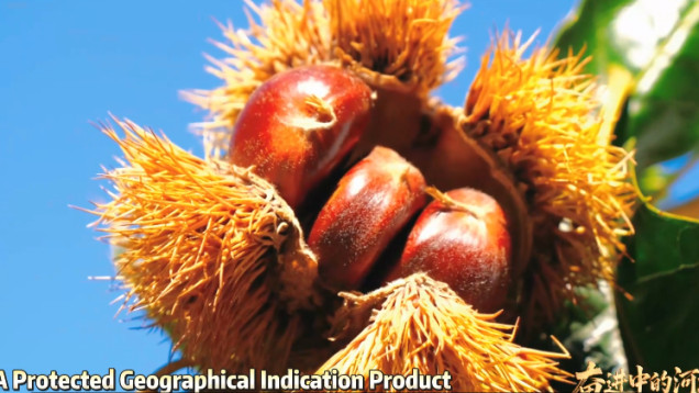 Qinglong Chestnuts: Nature's Sweet Treasure from Hebei_fororder_0777b50fead34ffc20108c2b7d04da62